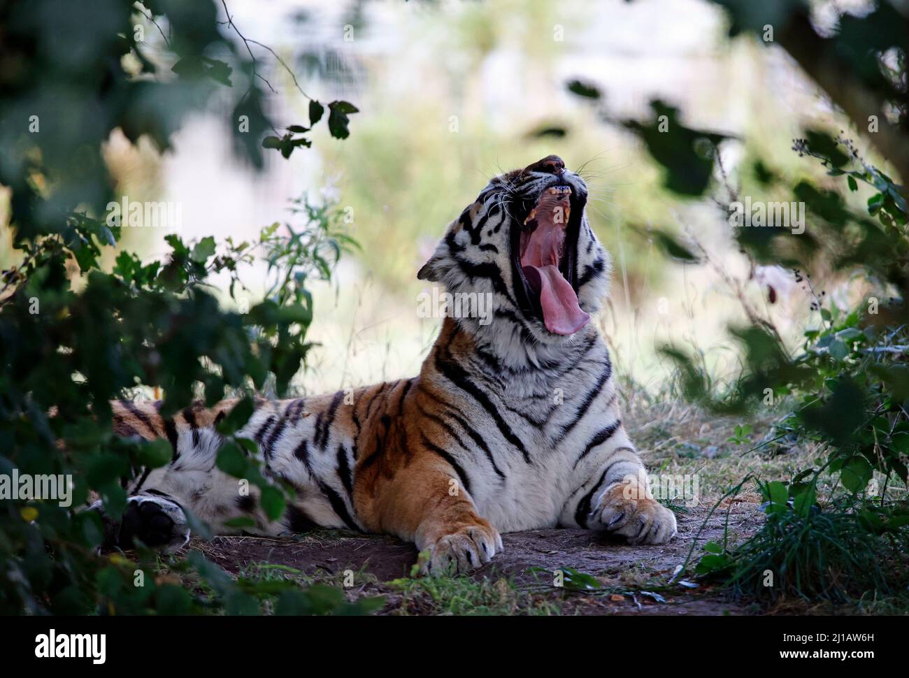 An Amur tiger relaxing in the shade Stock Photo