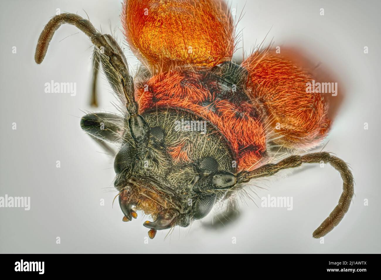 The red-headed beetle (Pyrrhidium sanguineum) or red beetle is a beetle from the l Stock Photo
