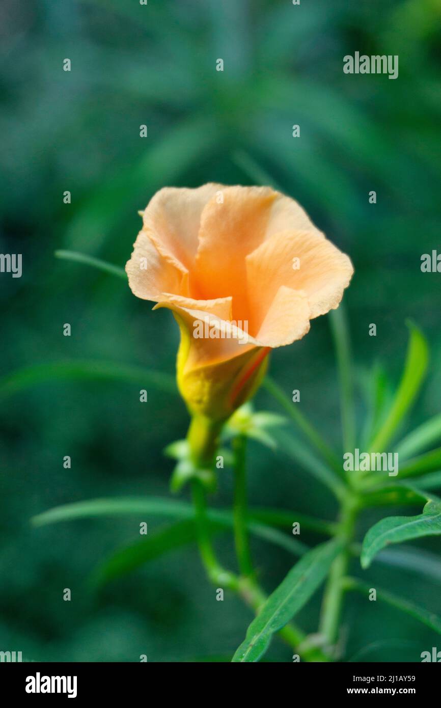 Yellow oleander, Cascabela thevetia is a poisonous plant, Satara, Maharashtra, India Stock Photo