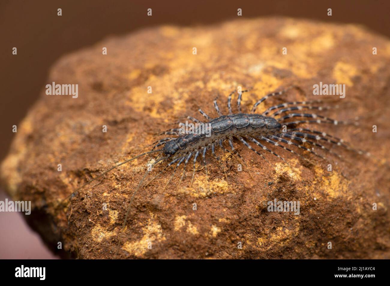 House centipede, Scutigera coleoptrata, Satara, Maharashtra, India ...