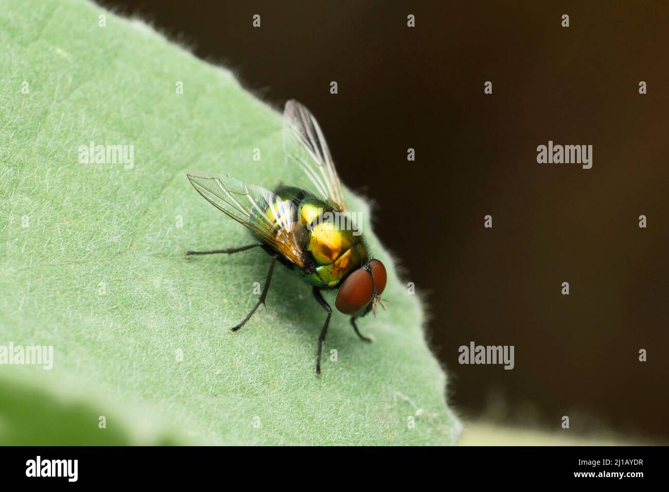 Jewel fly, Satara, Maharashtra, India Stock Photo