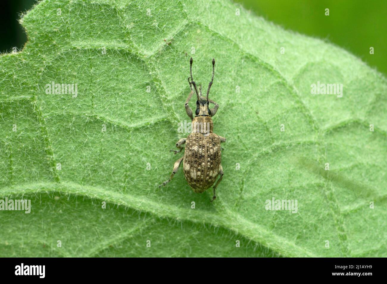 Bean seed beetle hires stock photography and images Alamy