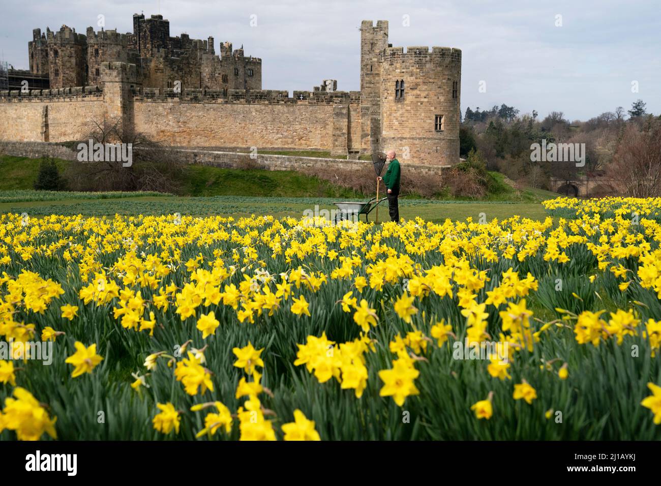 George Swordy, 55, head gardner at Alnwick castle, checking the gardens ahead of the castle opening tomorrow. Picture date: Thursday March 24, 2022. Stock Photo