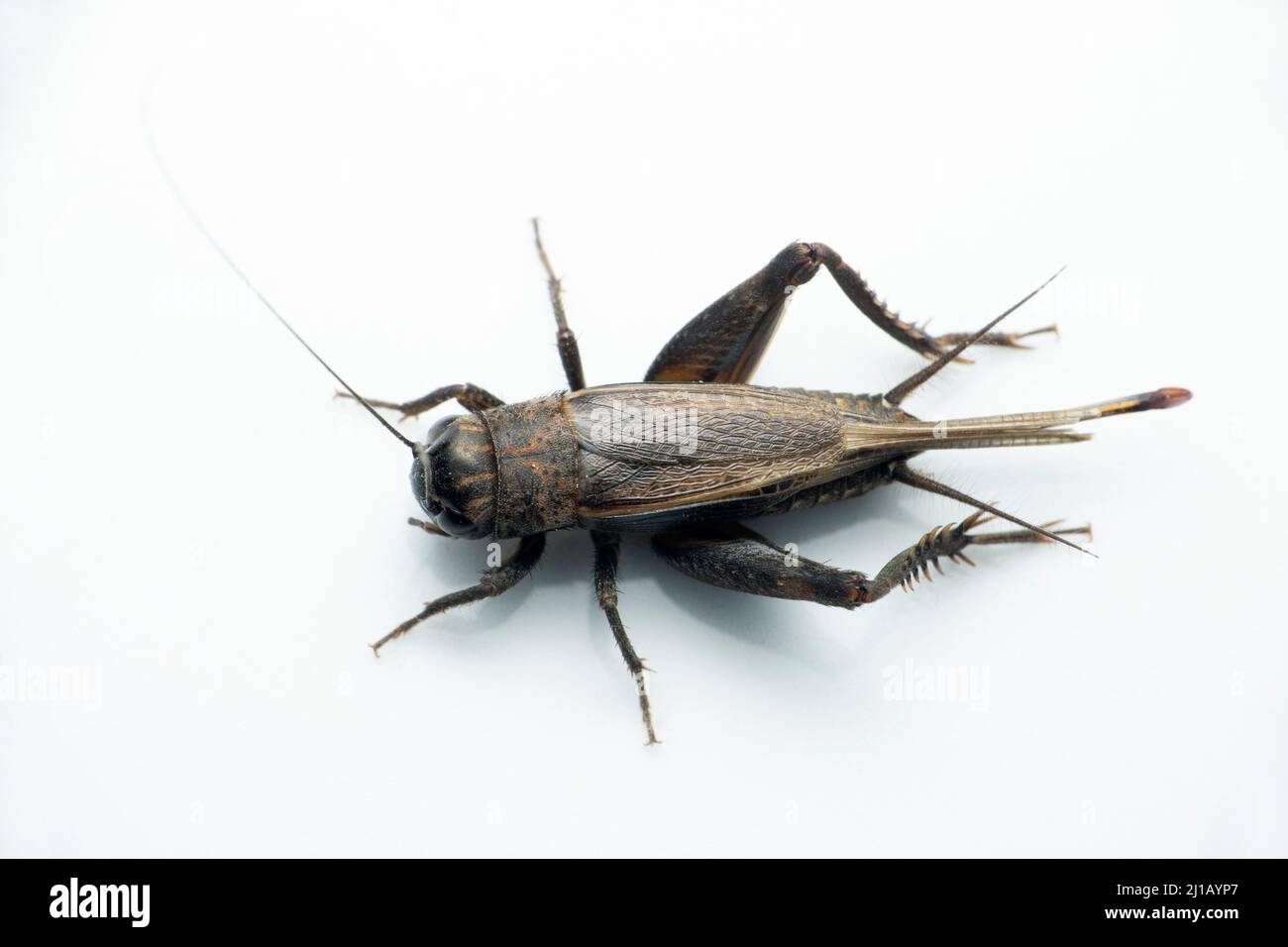 Field cricket insect, Satara, Maharashtra, India Stock Photo