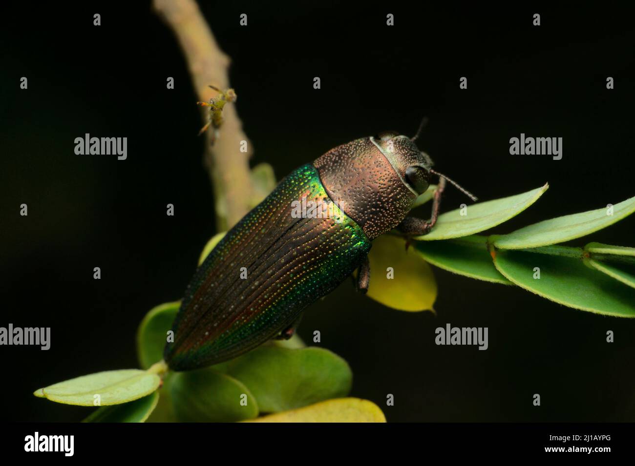 Jewel beetle, Eurythyrea species , Satara, Maharashtra, India Stock Photo