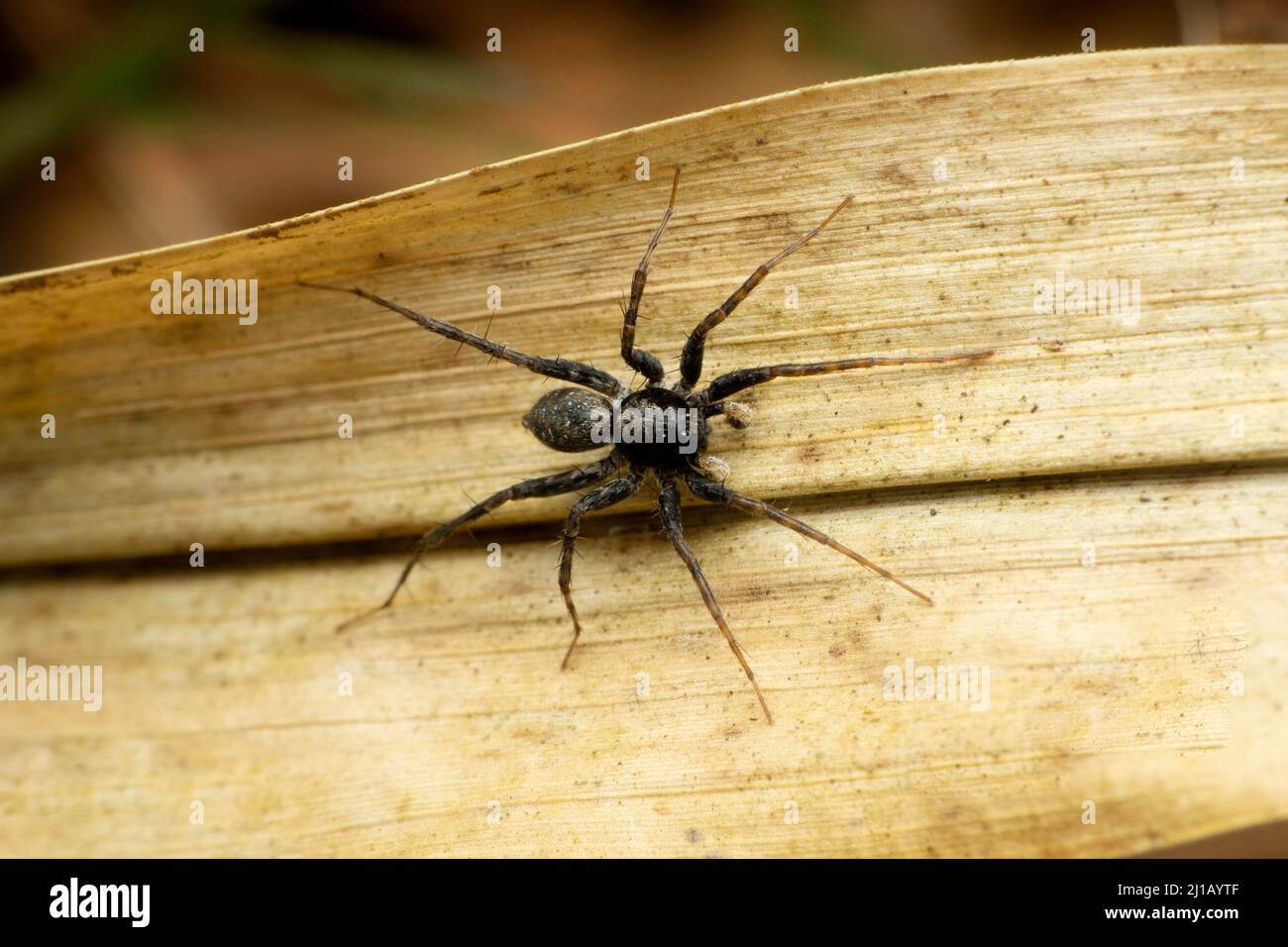 Black wolf spider , lycosa species, Satara, Maharashtra, India Stock Photo