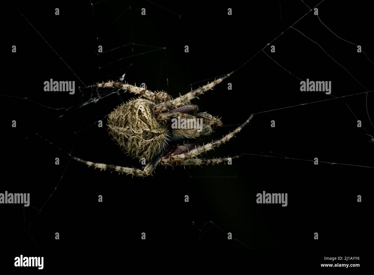 Orb weaver spider , Eriophora species, Satara, Maharashtra, India Stock Photo