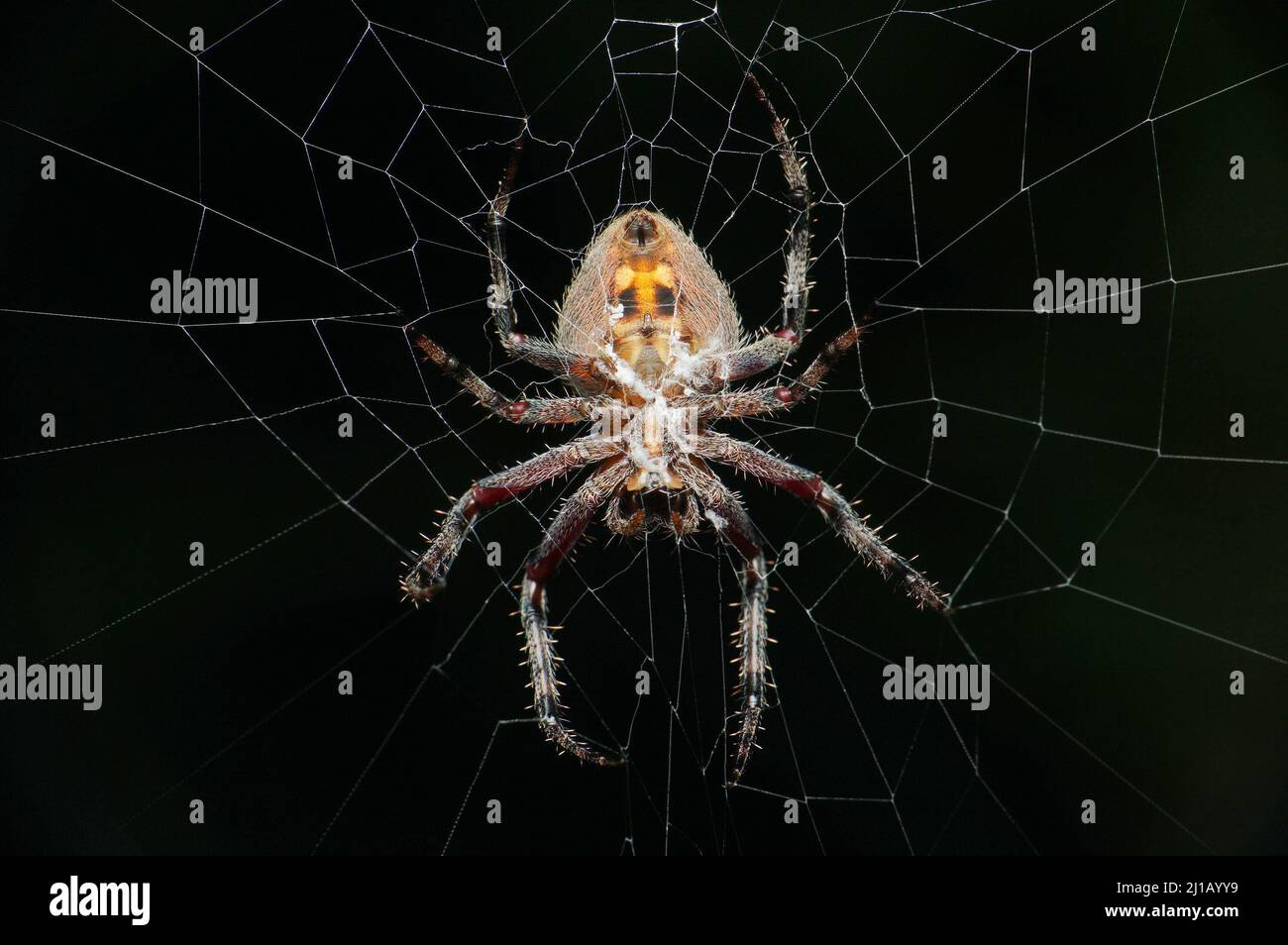 Spotted orb weaver spider, neoscona species, Satara, Maharashtra, India Stock Photo