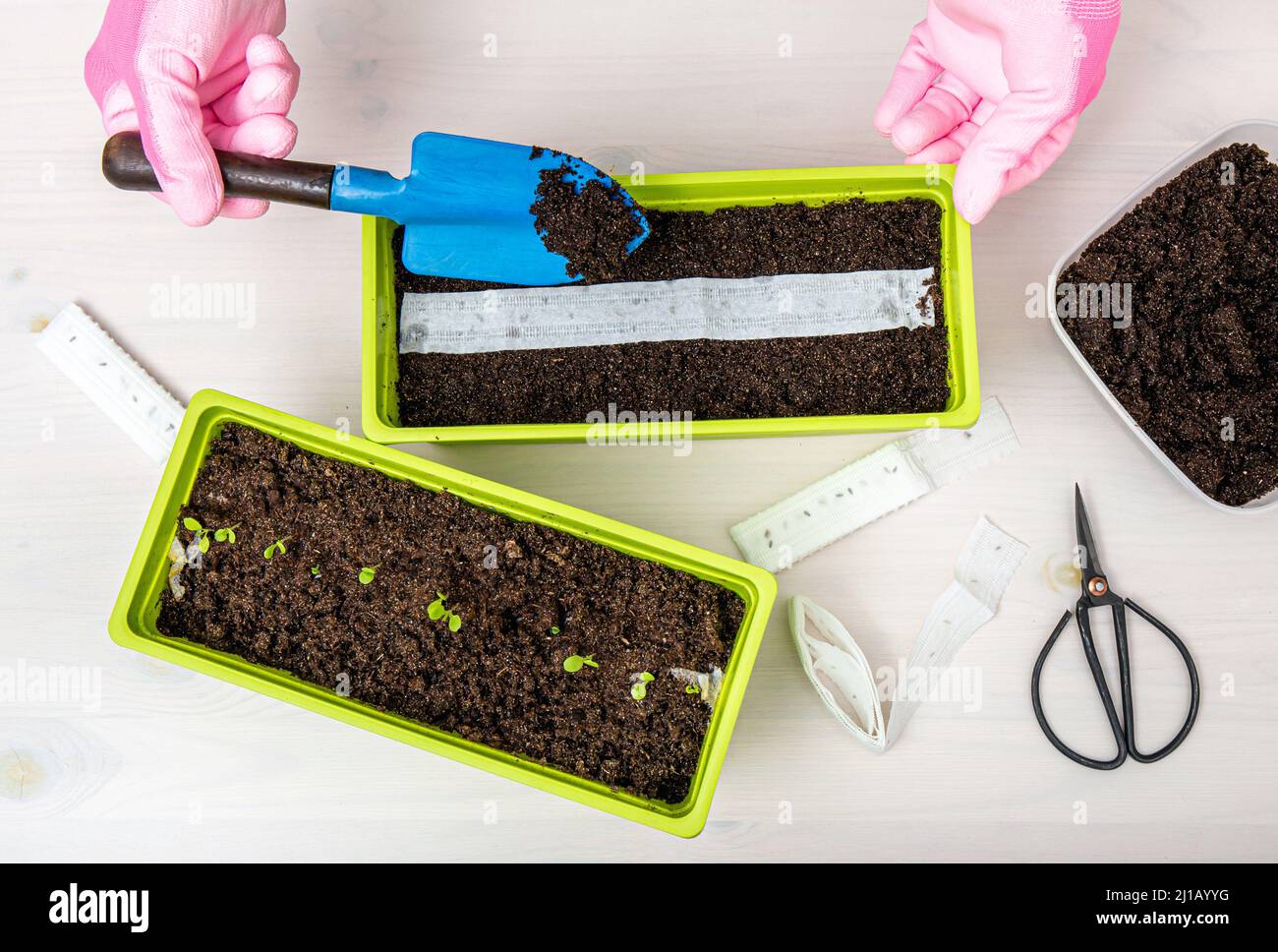 Person growing salad plants in home in spring from white paper seed tape, witch has plant seeds inside. Quick and easy way to sow tiny seeds. Stock Photo