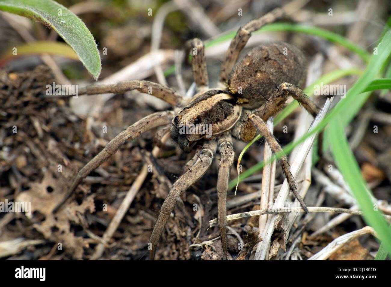 Wolf spider , lycosa species, satara Maharashtra India Stock Photo