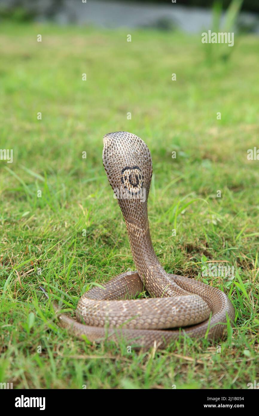 Monocled cobra , Naja kaouthia, also called monocellate cobra, or