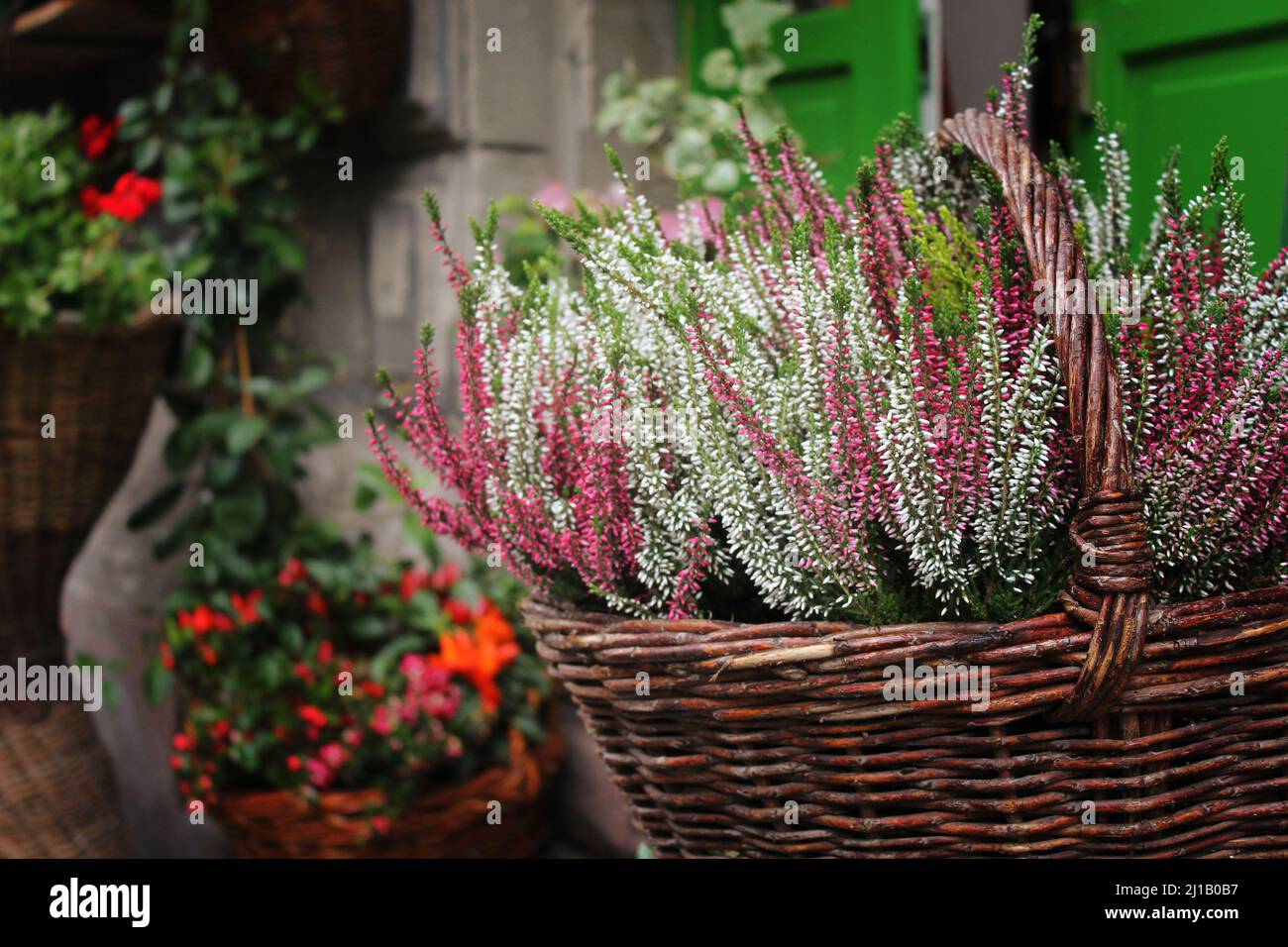 beautiful autumn heather in a basket Stock Photo