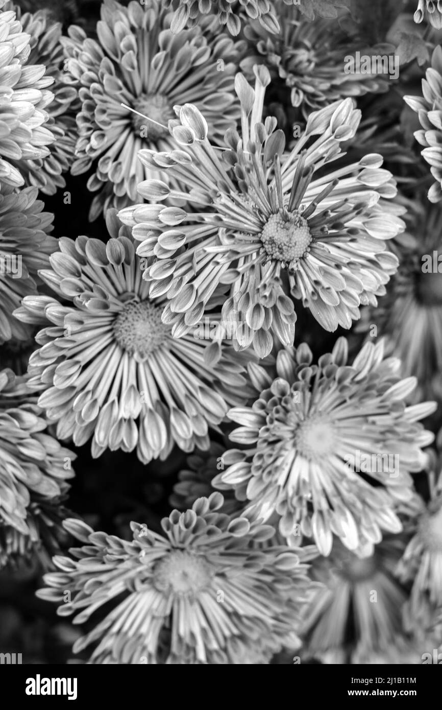 Black white texture of chrysanthemum flowers monochrome Stock Photo