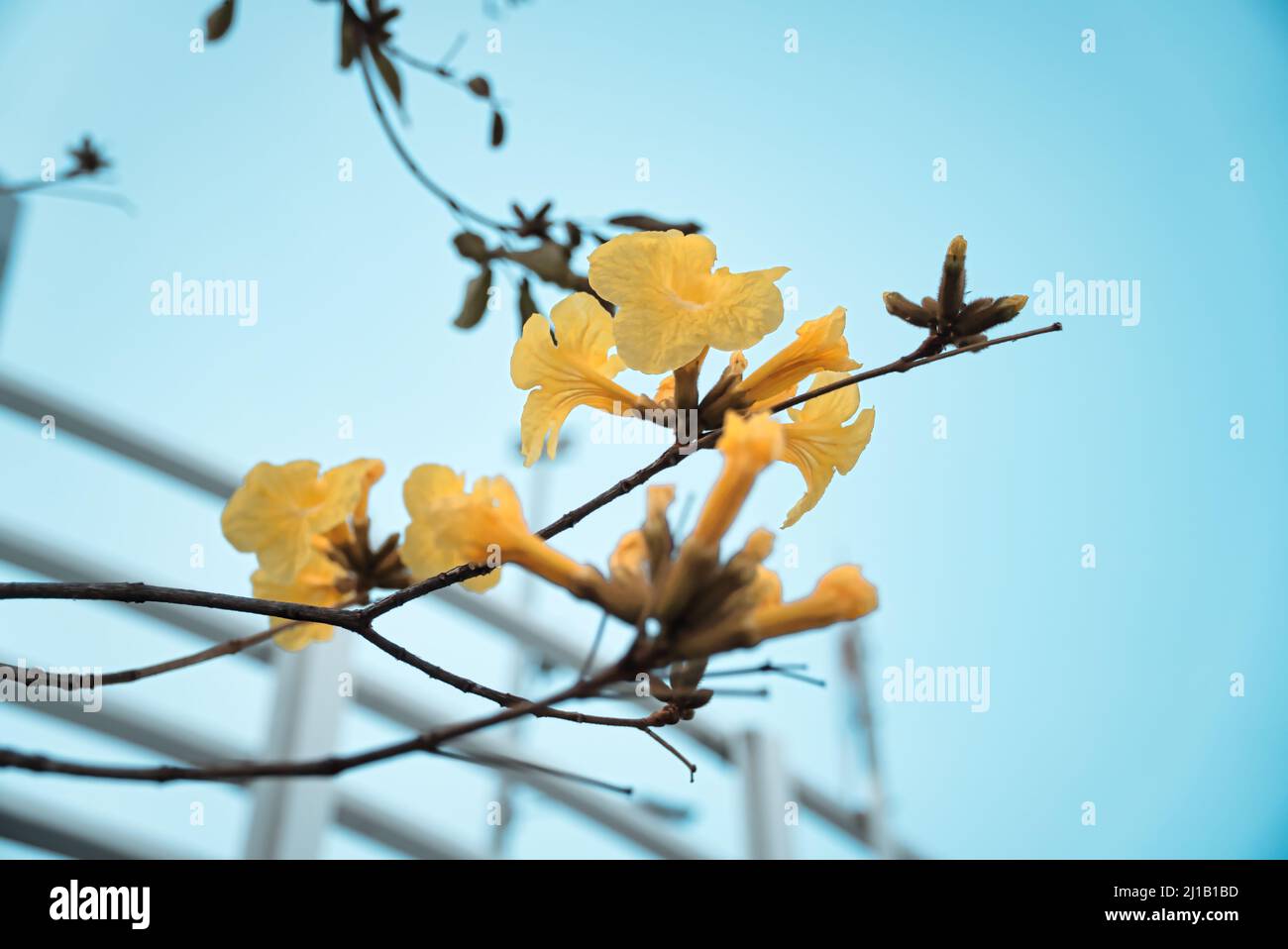 A Yellow Pui Flower (Tabebuia chrysantha) with blue sky in the background Stock Photo