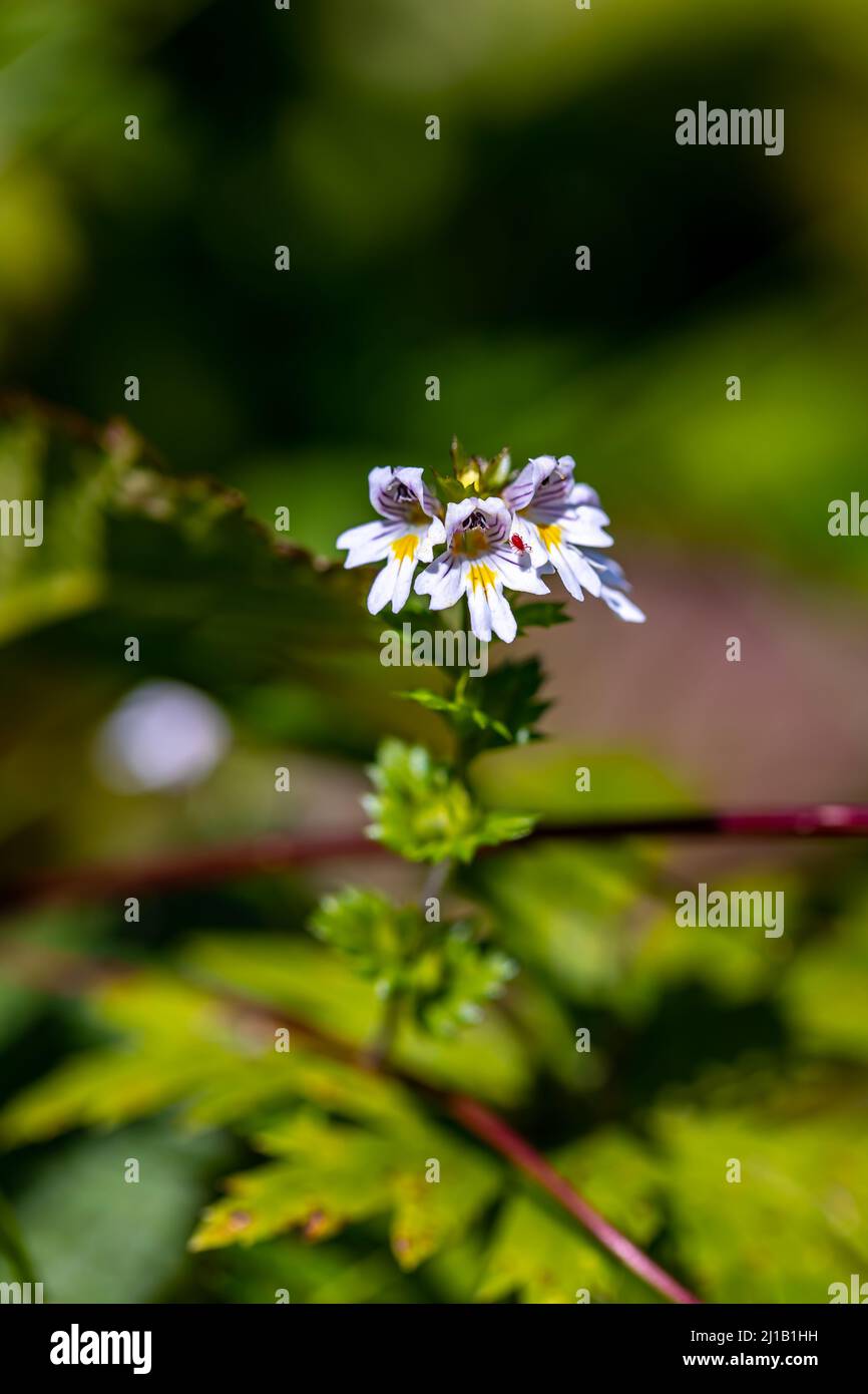 Euphrasia alpina flower in meadow, close up Stock Photo