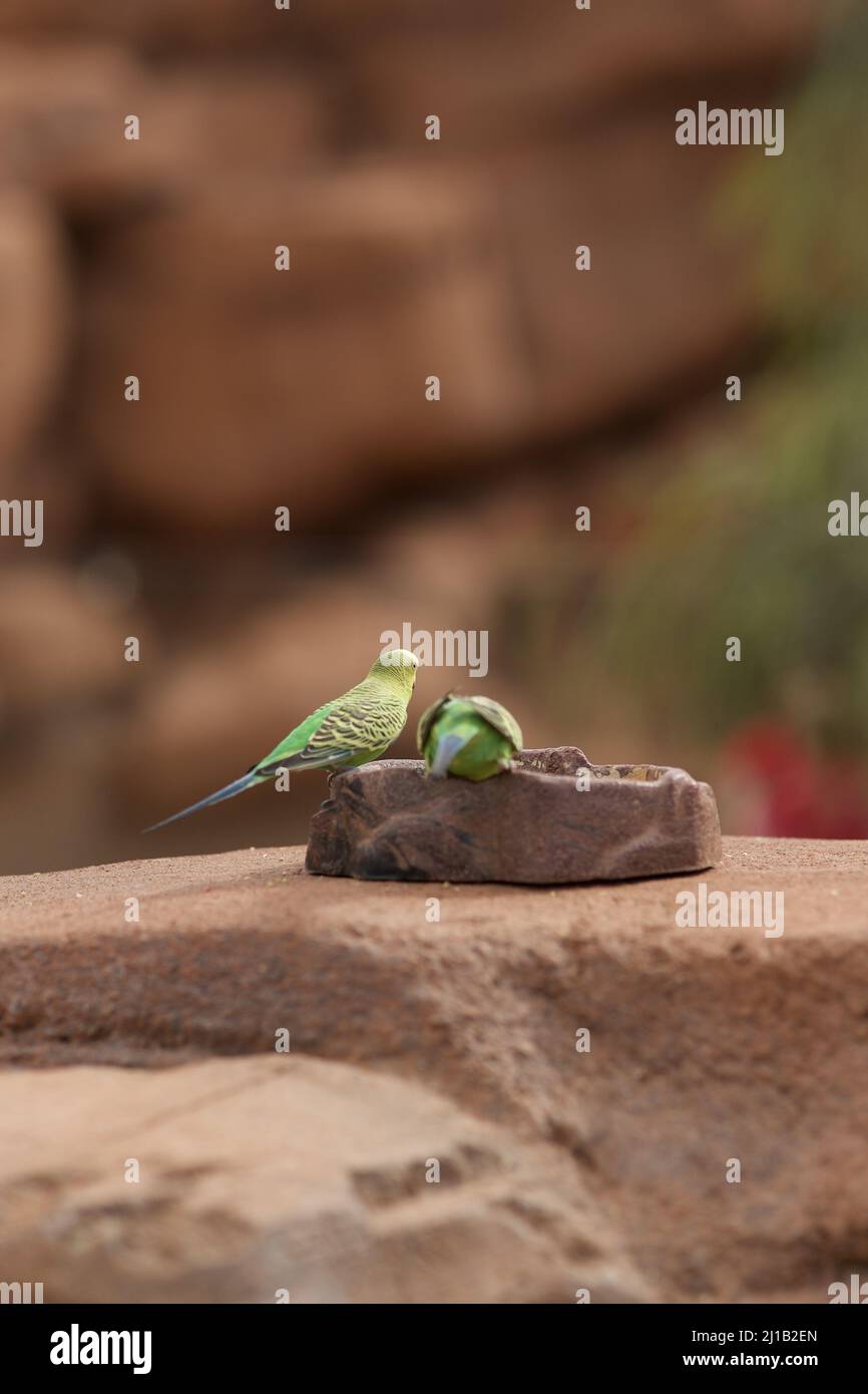 Parrot Rocking Closeup photo two parrots hi-res stock photography and images - Alamy