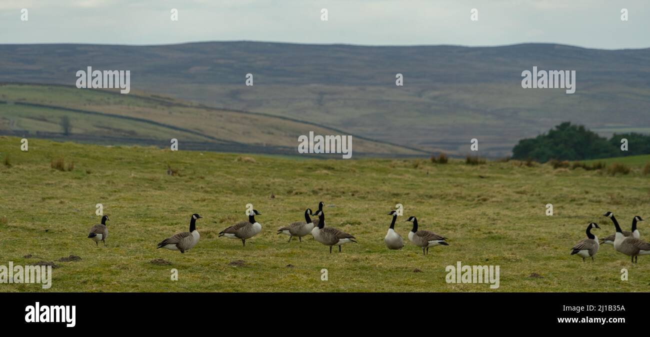 Natural breeding ground hi-res stock photography and images - Alamy