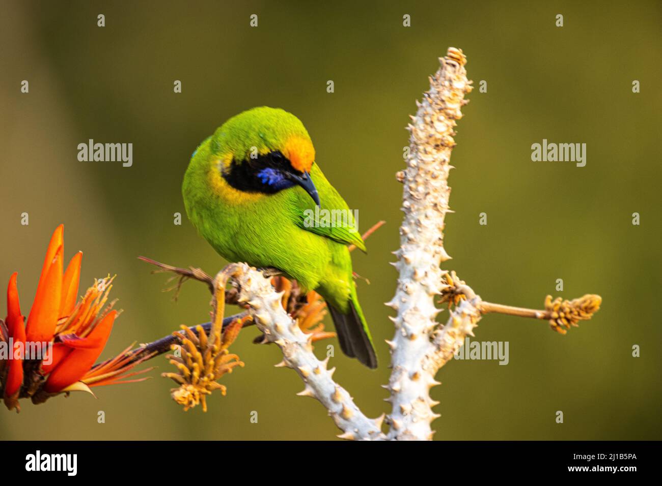 A closeup shot of a cute greater green leafbird (Chloropsis sonnerati) bird perched on a branch Stock Photo