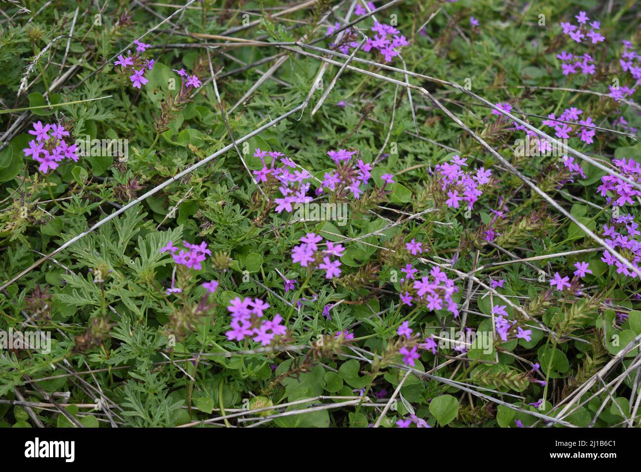 Pasture diversity hi-res stock photography and images - Alamy