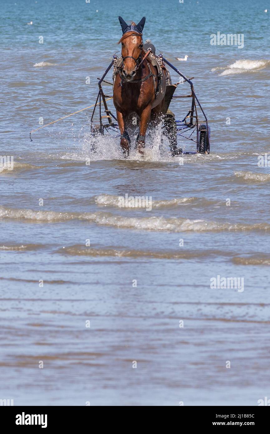 TRAINING OF THE HARNESS-RACING HORSES ON THE BEACH OF CABOURG, CALVADOS, NORMANDY, FRANCE Stock Photo