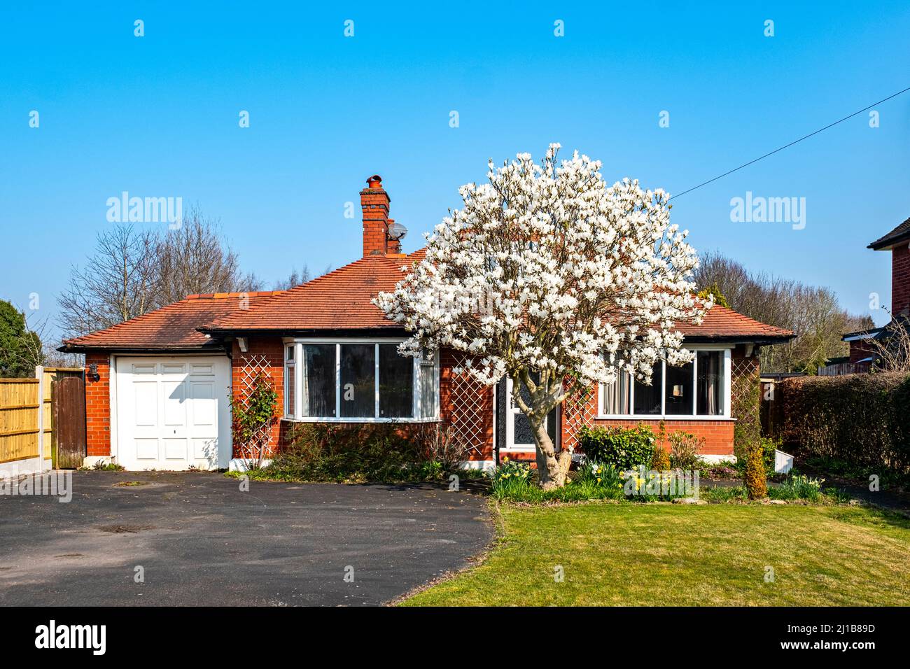 Detached bungalow with magnolia tree in Cheshire UK Stock Photo