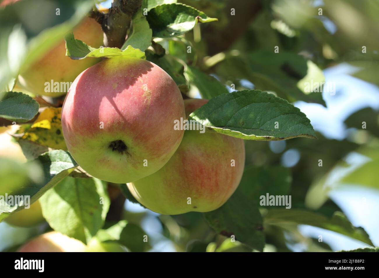 Red and green apples on tree Stock Photo