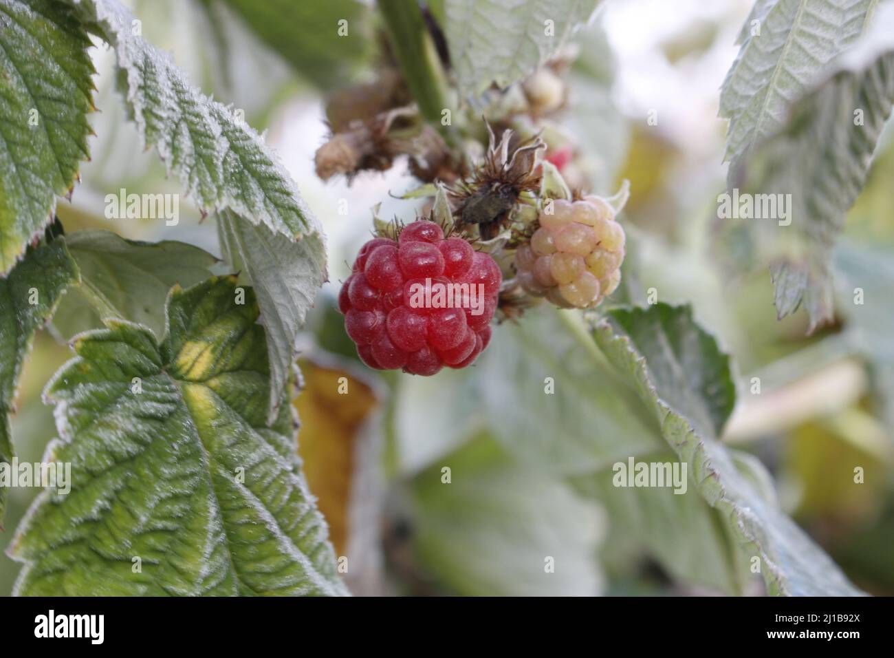 Remontant raspberries on the  branch in the frost Stock Photo