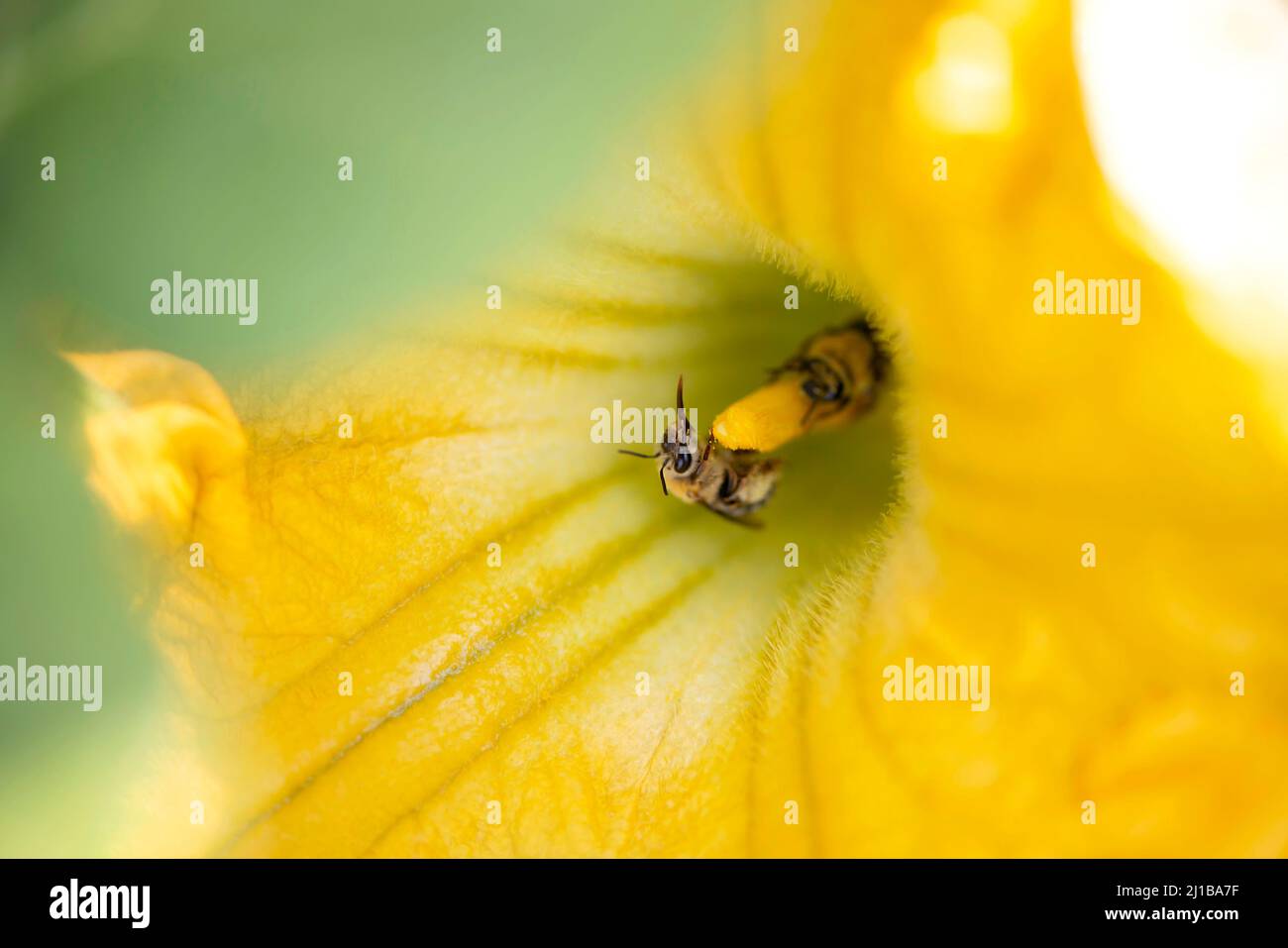 bee in squash flower Stock Photo Alamy