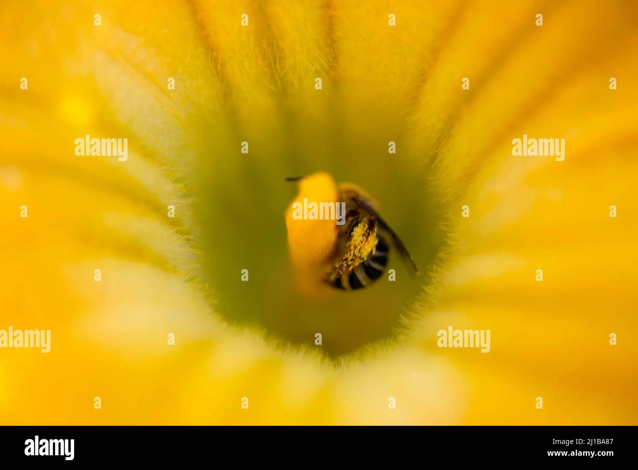 bee in squash flower Stock Photo Alamy