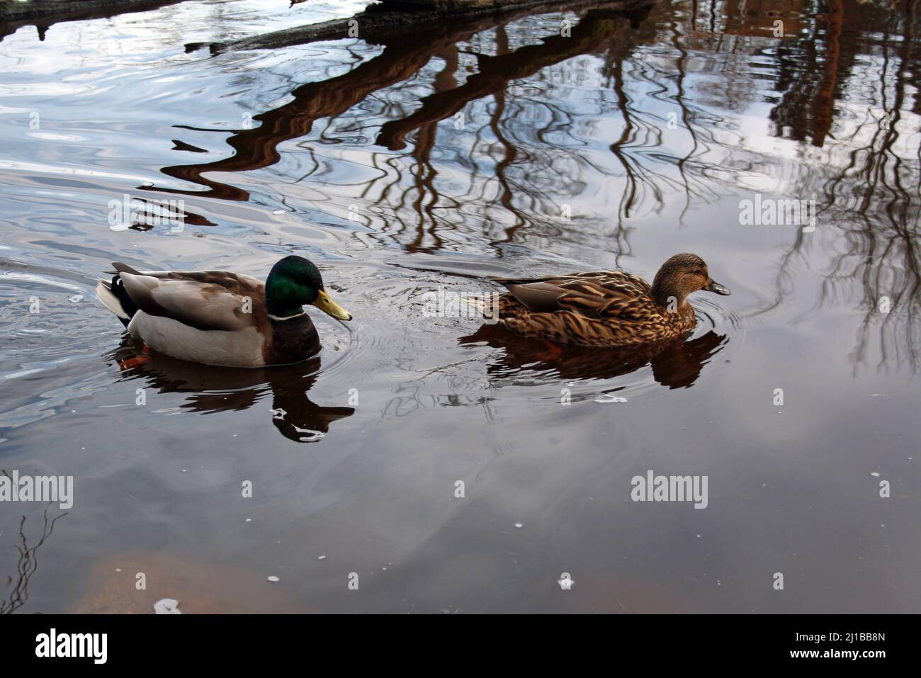 A Male and female ducks swimming in the pond at Stanley Park, Vancouver