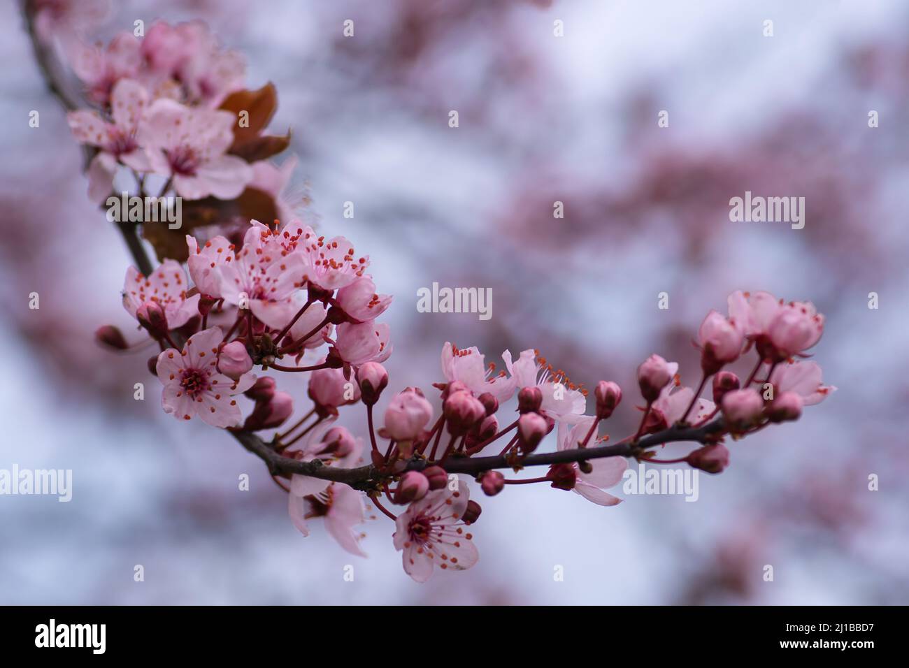 Cherry blossom black and white hi-res stock photography and images - Alamy
