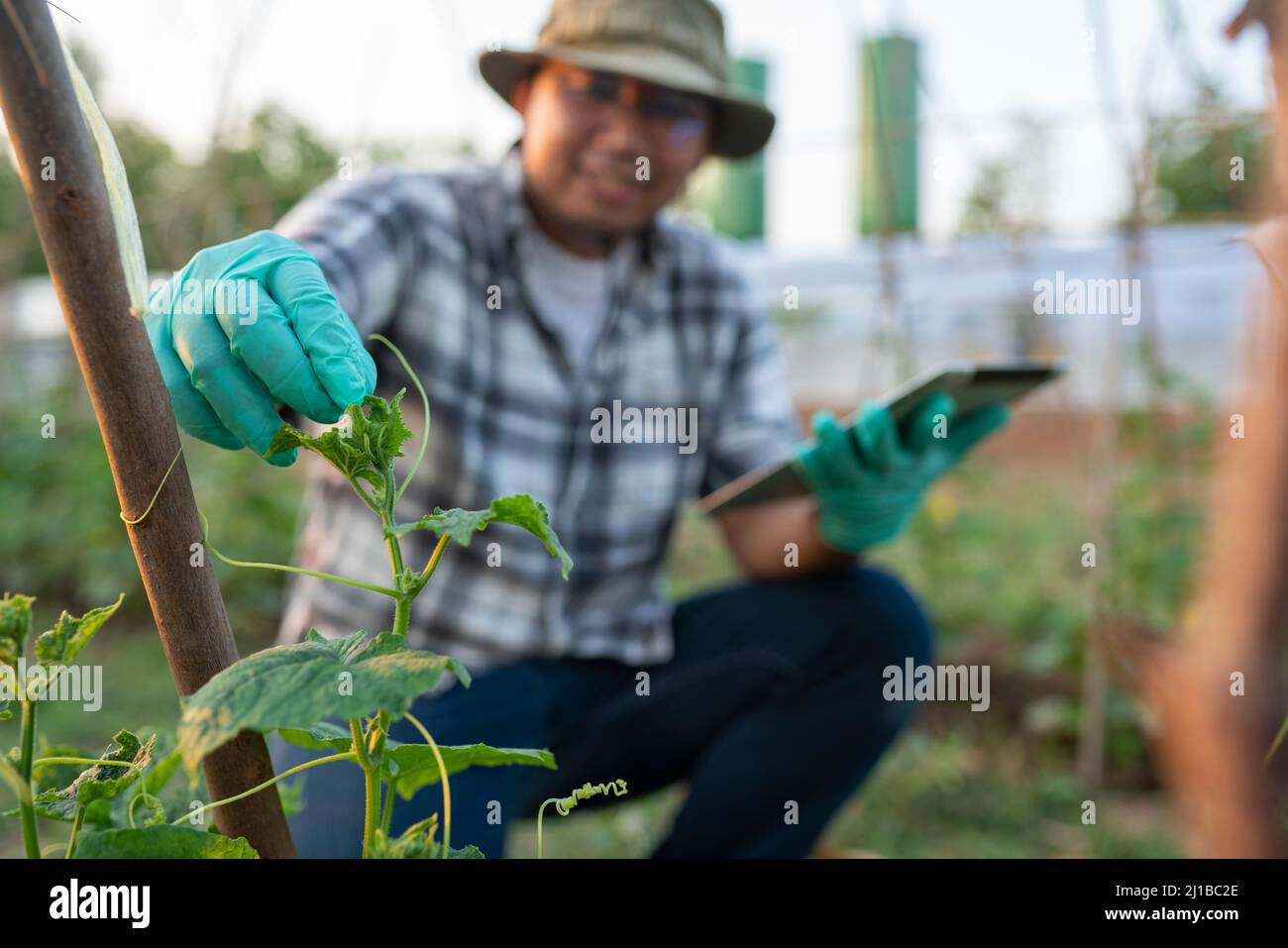 Quality inspection of vegetable gardens in organic vegetable plots that use water from solar or renewable energy Stock Photo