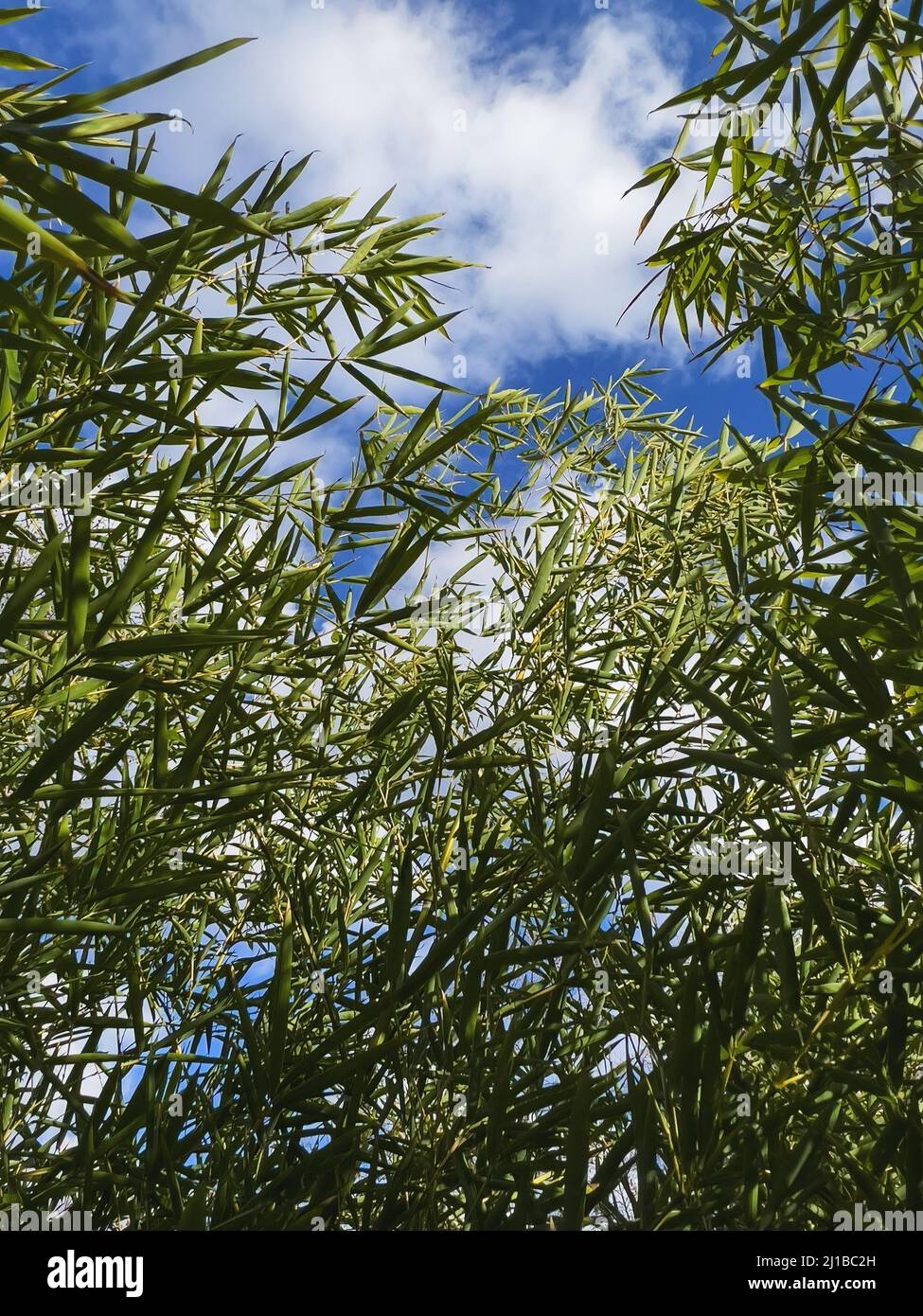 Green bamboo tree branches against blue sky, selective focus Stock Photo