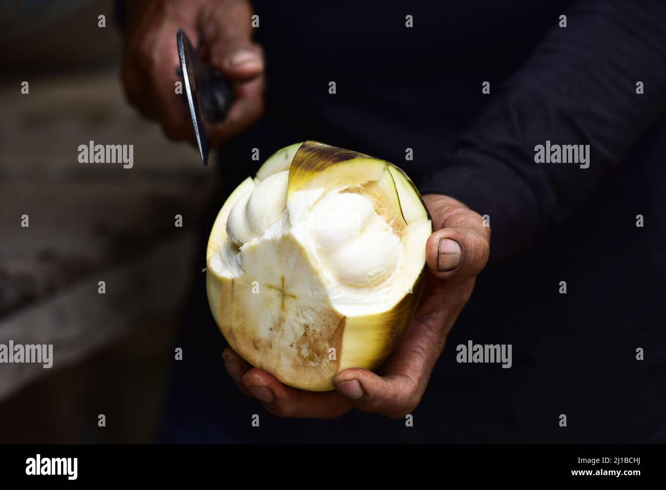 fresh Palmyra palm fruit and shell of Palmyra palm. Asian Toddy palm, Sugar palm. Stock Photo