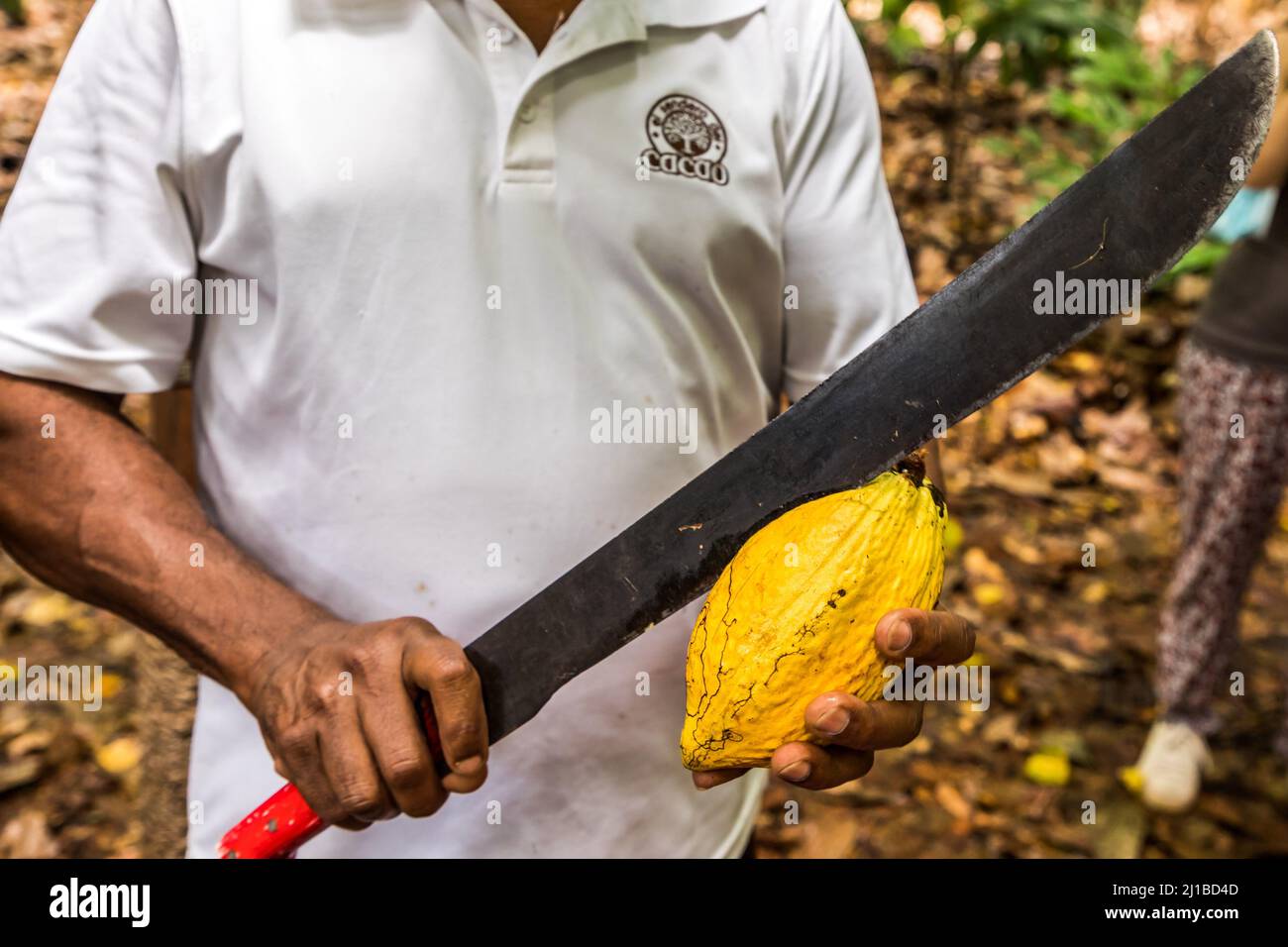 COCOA PODS, EL SENDERO DEL CACAO PLANTATION, HACIENDA LA ESMERALDA LAS PAJAS, SAN FRANCISCO DE MACORIS, DOMINICAN REPUBLIC Stock Photo