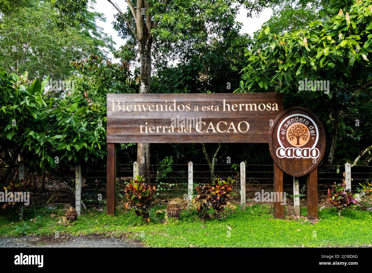 COCOA PLANTATION, EL SENDERO DEL CACAO, HACIENDA LA ESMERALDA LAS PAJAS, SAN FRANCISCO DE MACORIS, DOMINICAN REPUBLIC Stock Photo