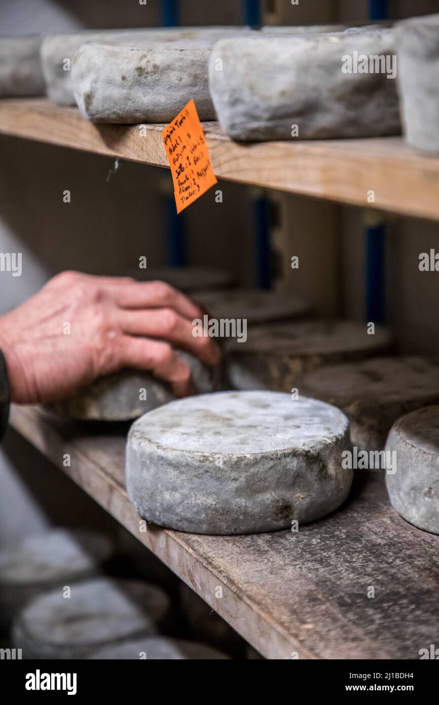 https://c8.alamy.com/comp/2J1BDH4/tomme-de-montagne-mountain-cheese-ripened-cheeses-pressed-uncooked-and-semi-cooked-cheeses-blomont-farm-manzat-combrailles-63-puy-de-dome-auvergne-2J1BDH4.jpg