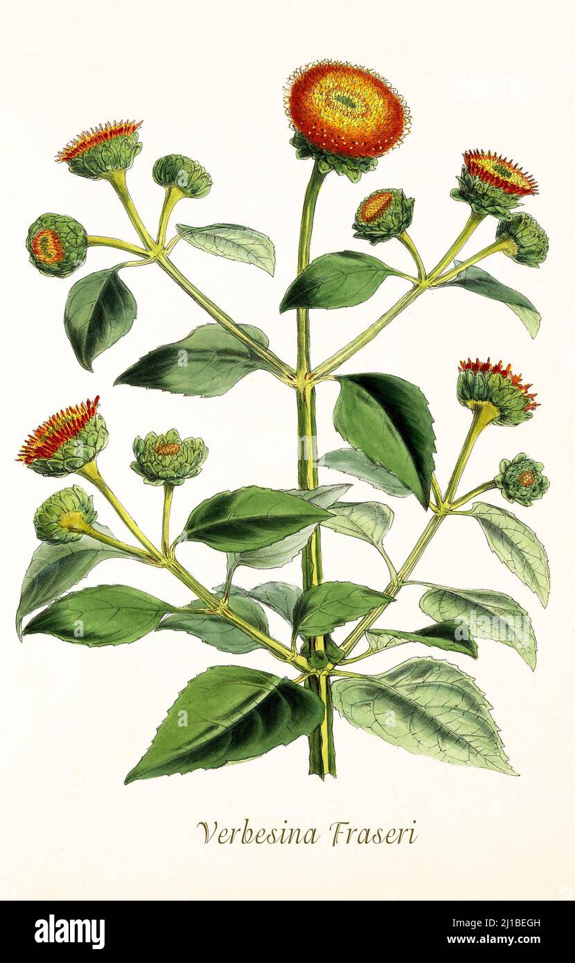 A late 19th century illustration of Verbesina fraseri of the Family Asteraceae, the native range is Guatemala to Honduras.  From Biologia Centrali-Americana, aka Contributions to the knowledge of the fauna and flora of Mexico and Central America by William Botting. Published in London in 1879 Stock Photo