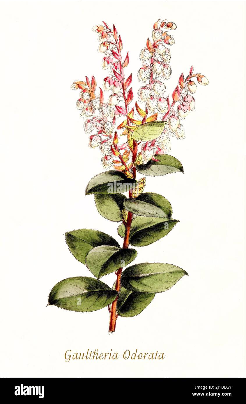 A late 19th century illustration of Gaultheria Odorata, a small shrub less than fifteen centimetres tall of the Ericaceae family. From Biologia Centrali-Americana, aka Contributions to the knowledge of the fauna and flora of Mexico and Central America by William Botting. Published in London in 1879 Stock Photo