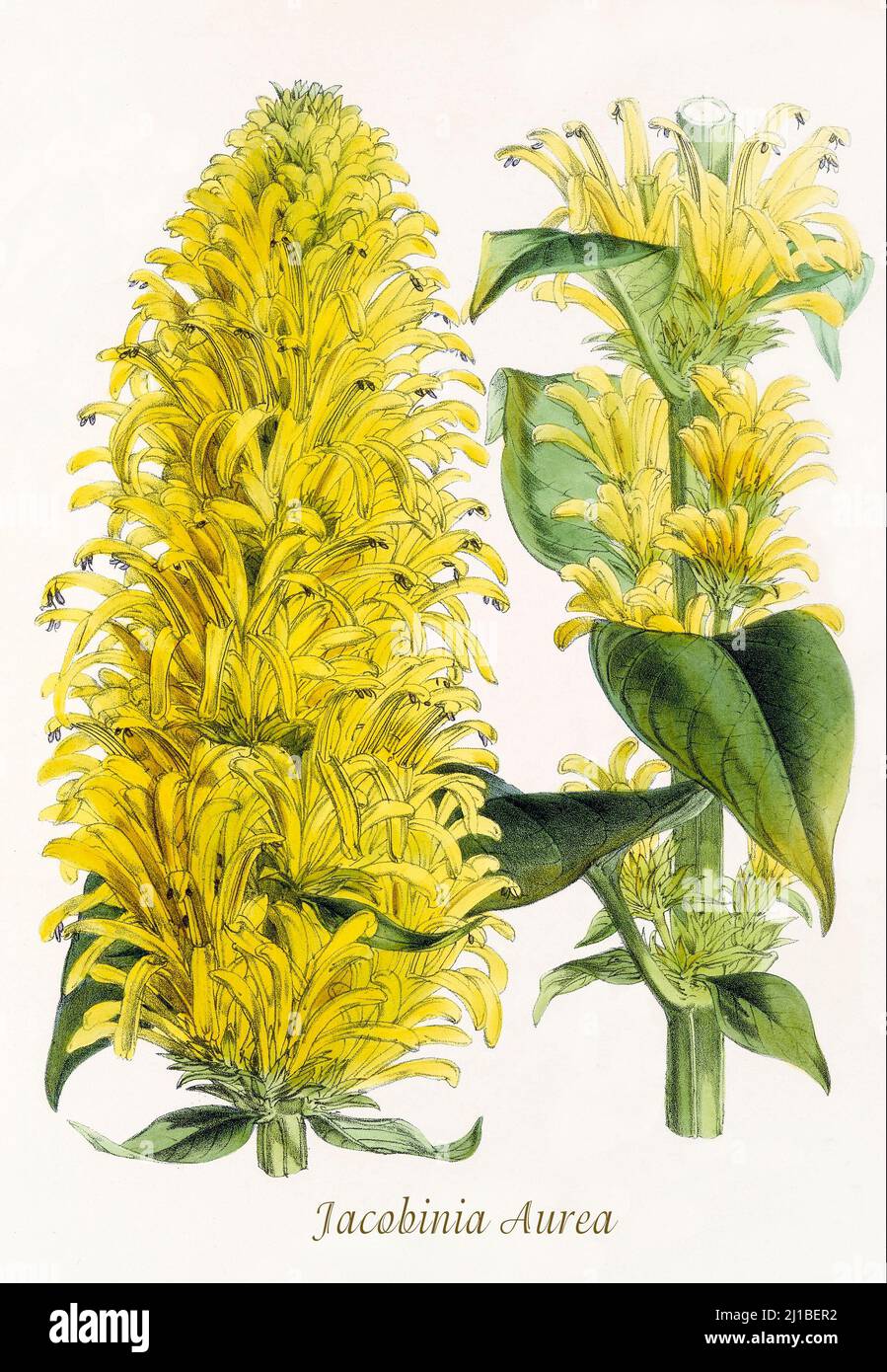 A late 19th century illustration of Jacobinia Aurea now called Justicia aurea, from the Family Acanthaceae, aka the Brazilian plume or yellow jacobinia, is an ornamental shrub native to the Cerrado vegetation of Brazil. From Biologia Centrali-Americana, aka Contributions to the knowledge of the fauna and flora of Mexico and Central America by William Botting. Published in London in 1879 Stock Photo