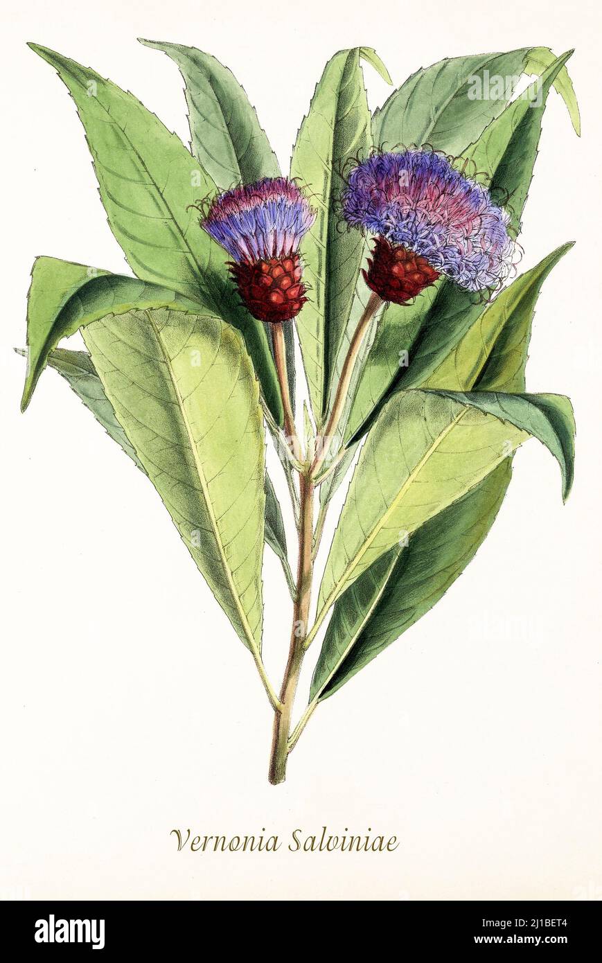 A late 18th century illustration of Vernonia Salviniae, a species of perennial plant from family Asteraceae found in United States and Canada. From Biologia Centrali-Americana, aka Contributions to the knowledge of the fauna and flora of Mexico and Central America by William Botting. Published in London in 1879 Stock Photo
