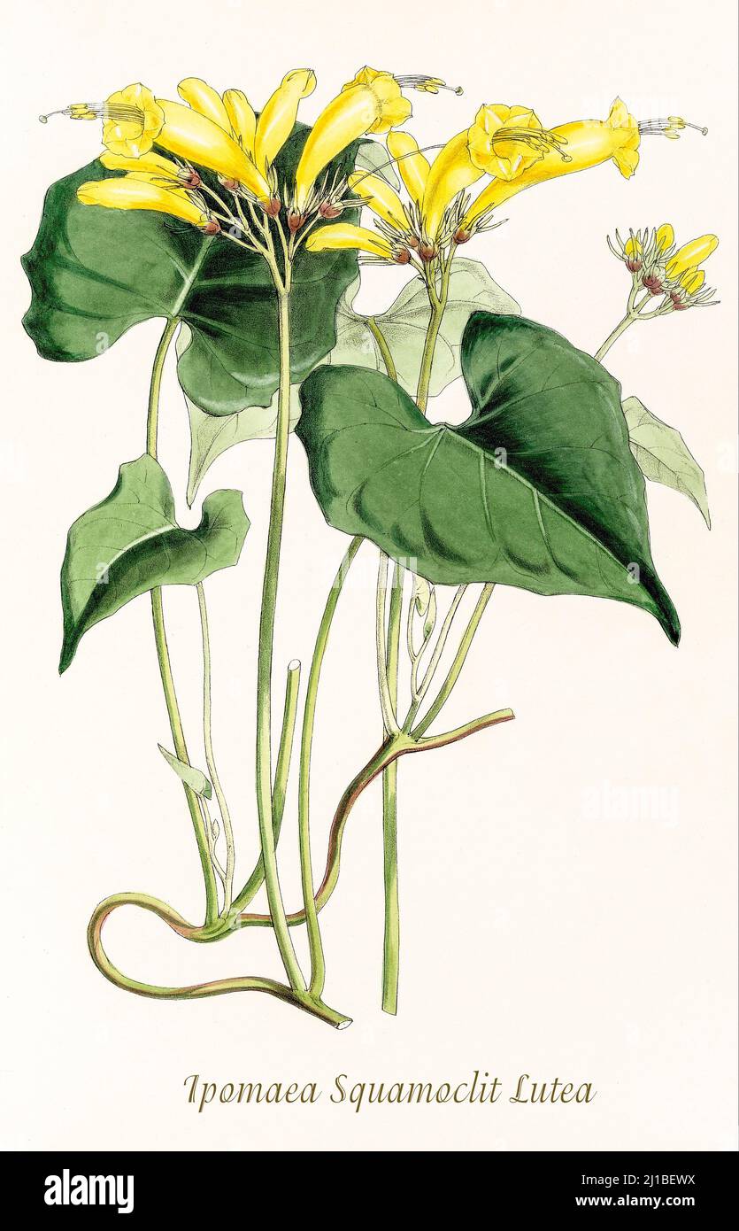 A late 18th century illustration of Ipomoea quamoclit, commonly known as cypress vine, cypress vine morning glory, cardinal creeper, cardinal vine, star glory, star of Bethlehem or hummingbird vine, is a species of vine in the family Convolvulaceae native to tropical regions of the New World and naturalized elsewhere in the tropics. From Biologia Centrali-Americana, aka Contributions to the knowledge of the fauna and flora of Mexico and Central America by William Botting. Published in London in 1879 Stock Photo