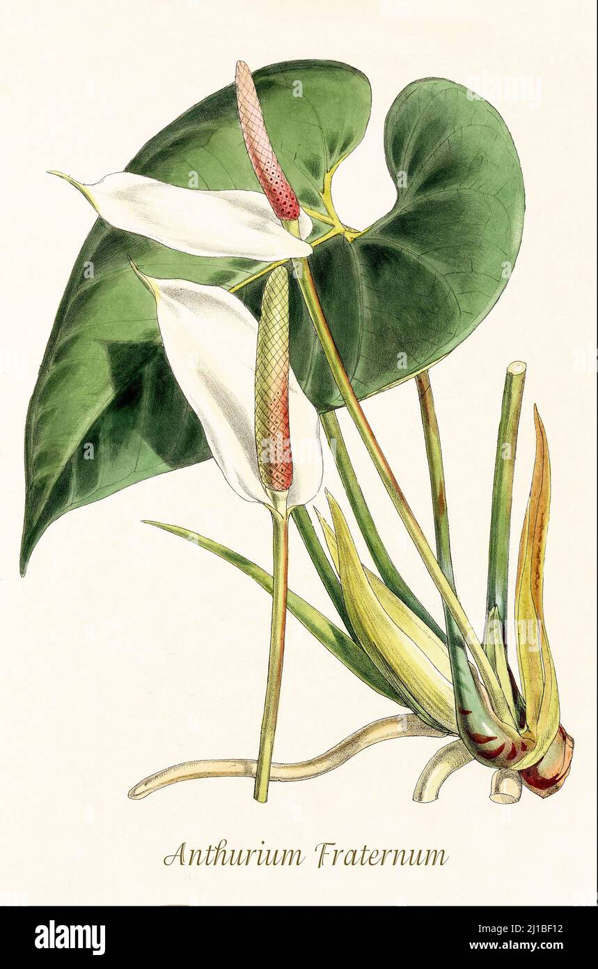 A late 18th century illustration of Anthurium fraternum of the Family Araceae and native to North America. From Biologia Centrali-Americana, aka Contributions to the knowledge of the fauna and flora of Mexico and Central America by William Botting. Published in London in 1879 Stock Photo