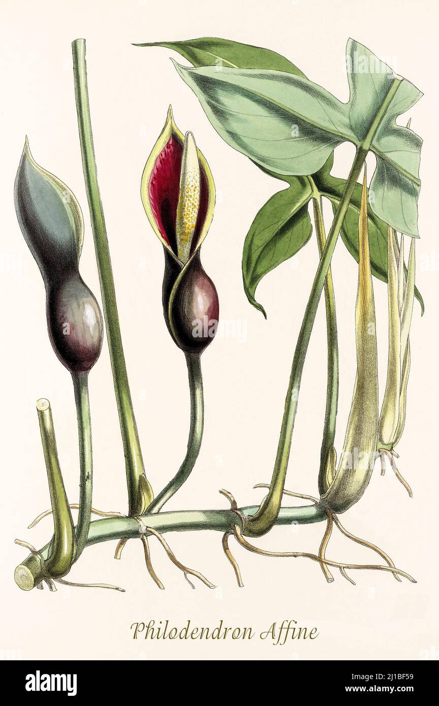 A late 18th century illustration of Philodendron Affine one of a large genus of flowering plants in the family Araceae and native to tropical Americas and the West Indies. From Biologia Centrali-Americana, aka Contributions to the knowledge of the fauna and flora of Mexico and Central America by William Botting. Published in London in 1879. Stock Photo