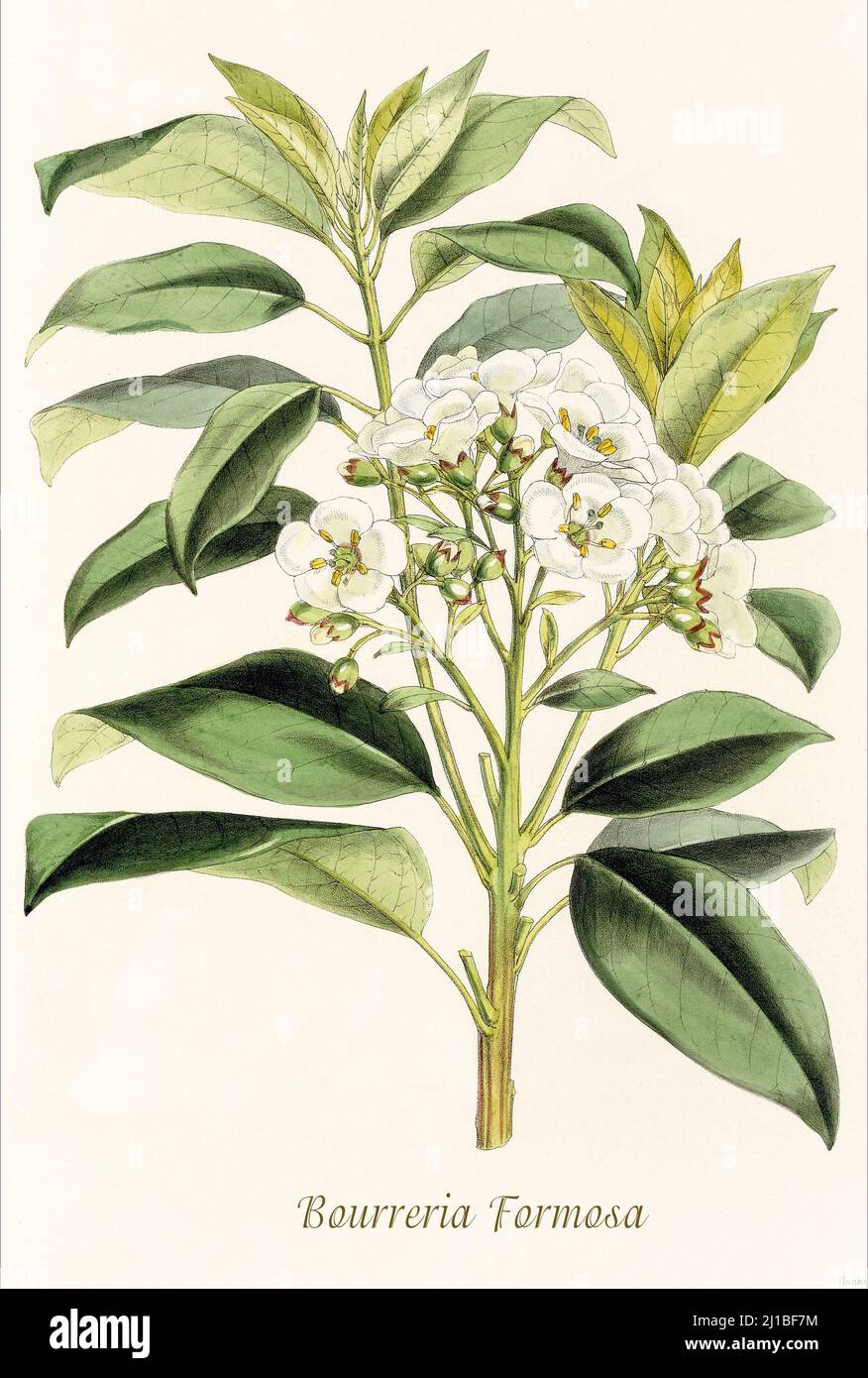 A late 18th century illustration of Bourreria formosa, one of a genus of flowering plants in the borage family, Boraginaceae. Members of the genus are commonly known as strongbark or strongback and are native to the Americas, where species are distributed from Mexico to northern South America, and in the Caribbean and Florida in the United States. From Biologia Centrali-Americana, aka Contributions to the knowledge of the fauna and flora of Mexico and Central America by William Botting. Published in London in 1879. Stock Photo