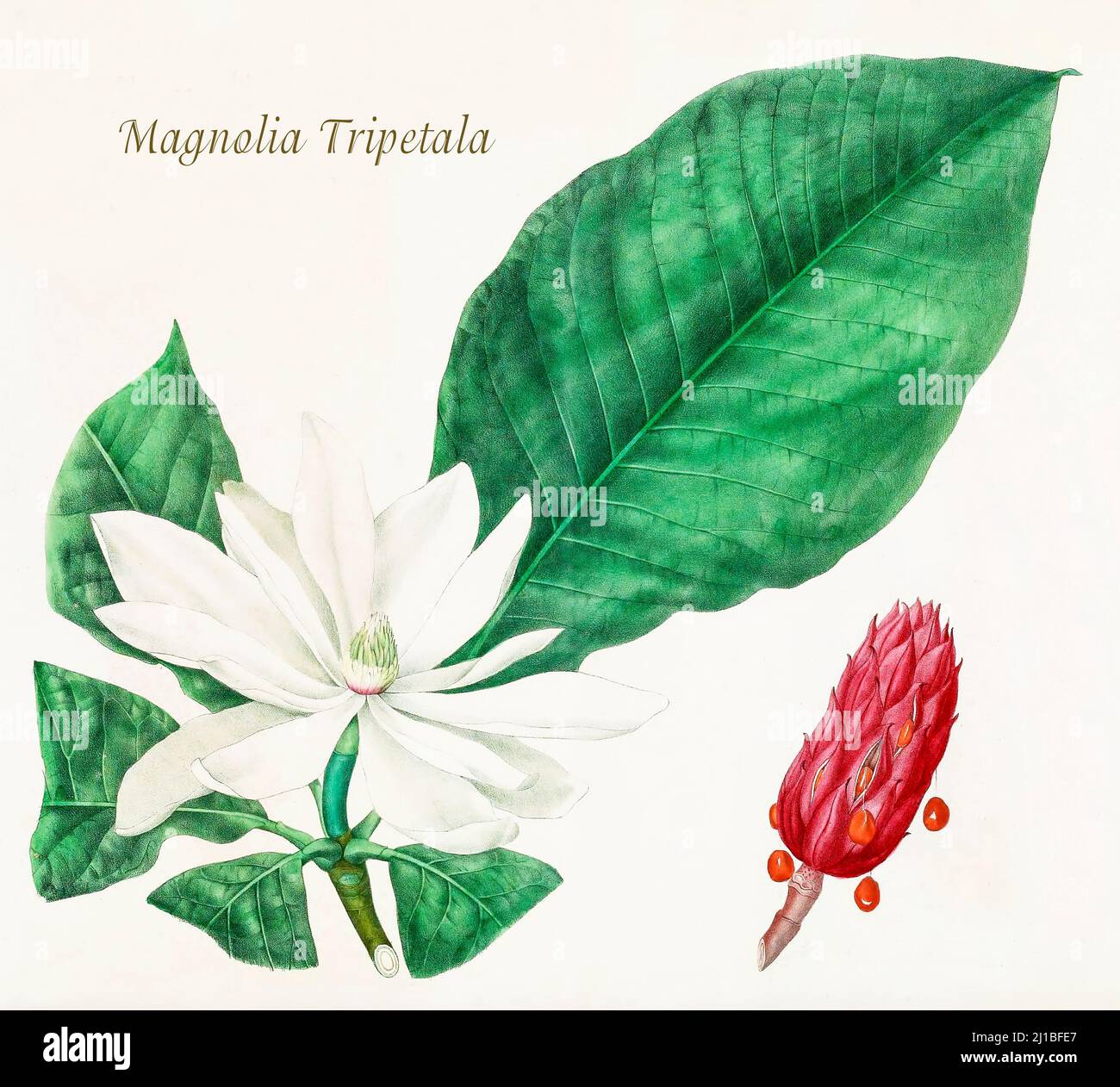 A late 19th century illustration of Magnolia tripetala, aka Umbrella Magnolia  a tree of the family Magnoliaceae native to the southeastern United States. The illustration by Asa Gray prepared between the years 1849 and 1859, to accompany a report on the forest trees of North America, Washington. Stock Photo