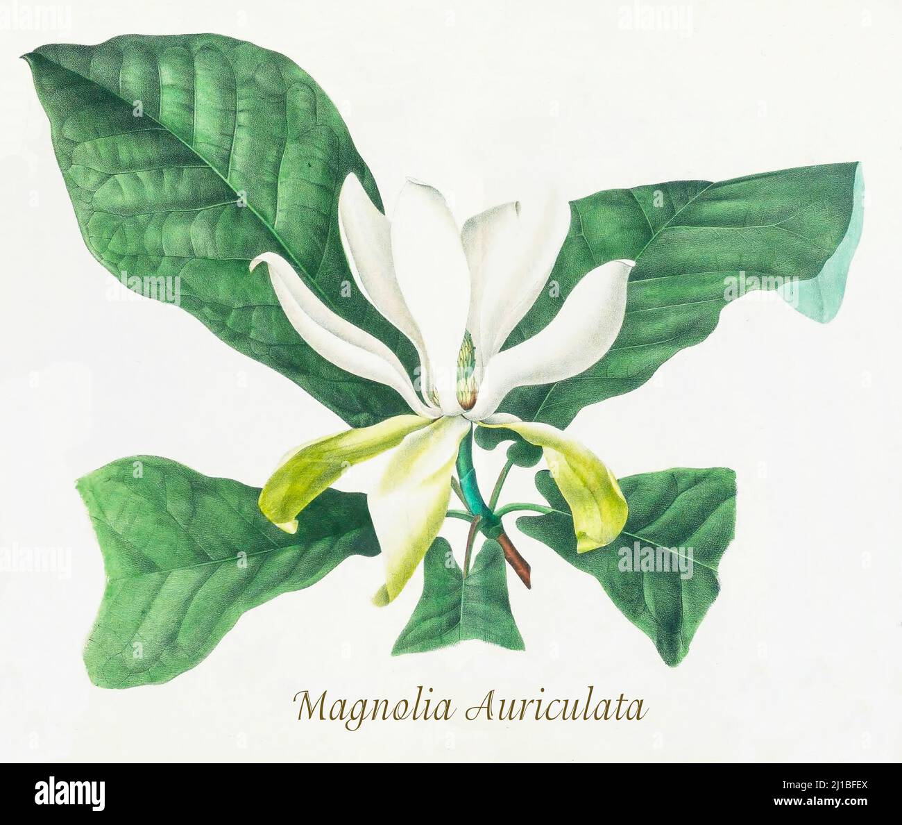 A late 19th century illustration of Magnolia auriculata, commonly known as Pyramid or Mountain magnolia, a tree of the family Magnoliaceae native to North America. The illustration by Asa Gray prepared between the years 1849 and 1859, to accompany a report on the forest trees of North America, Washington. Stock Photo