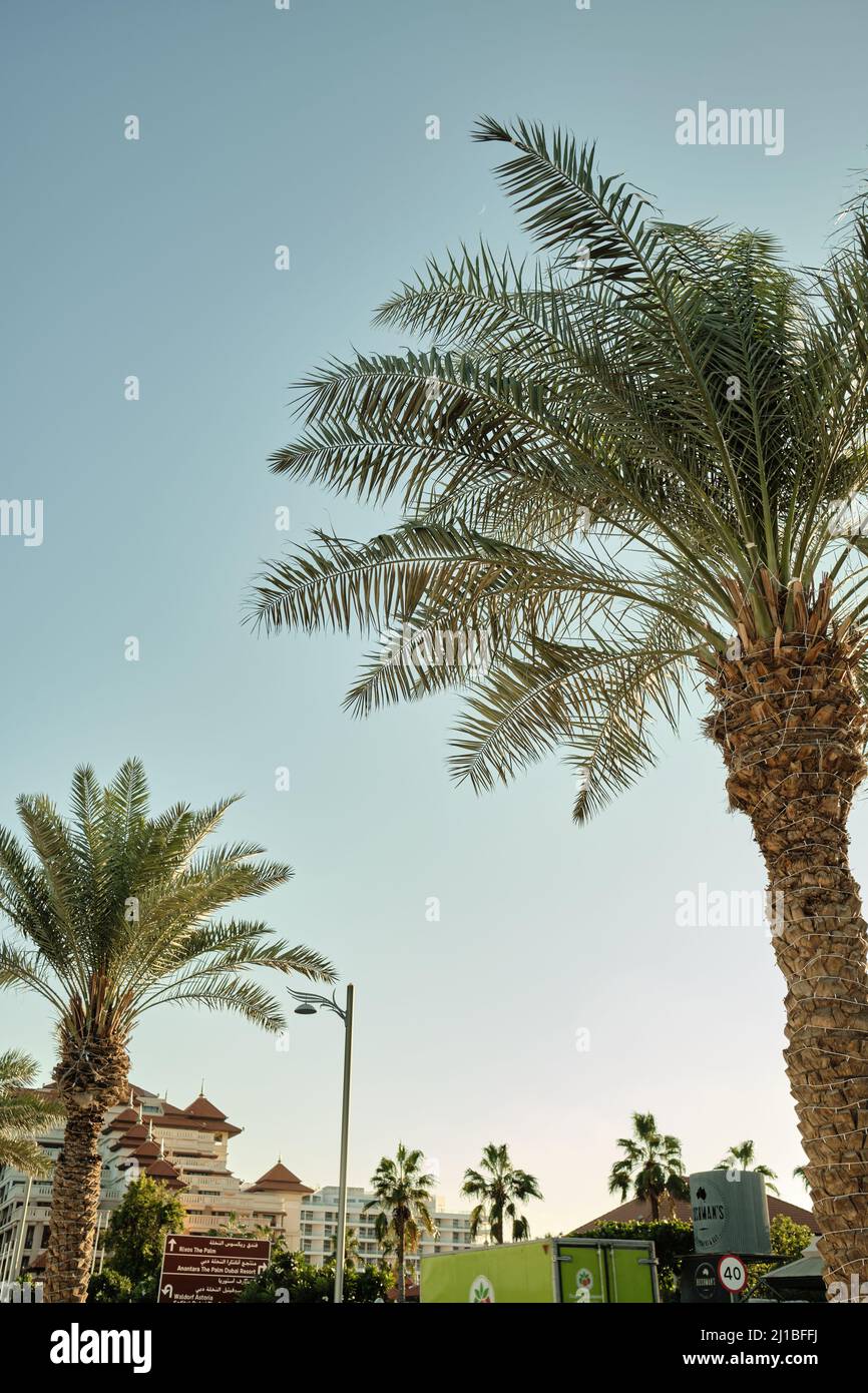 Dubai palm tree island hires stock photography and images Alamy