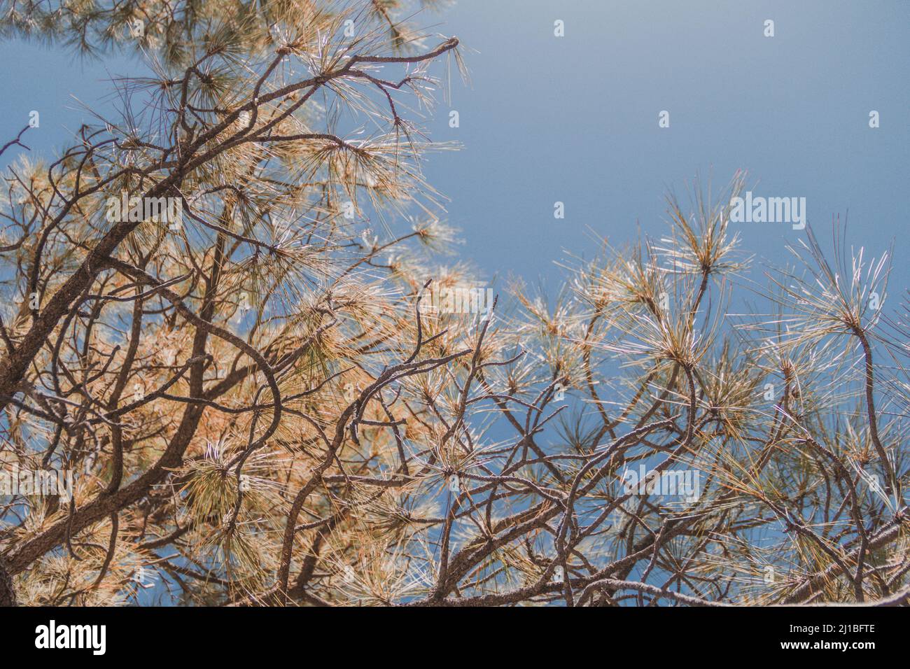 A closeup of the pine tree branches against the blue sky. Stock Photo