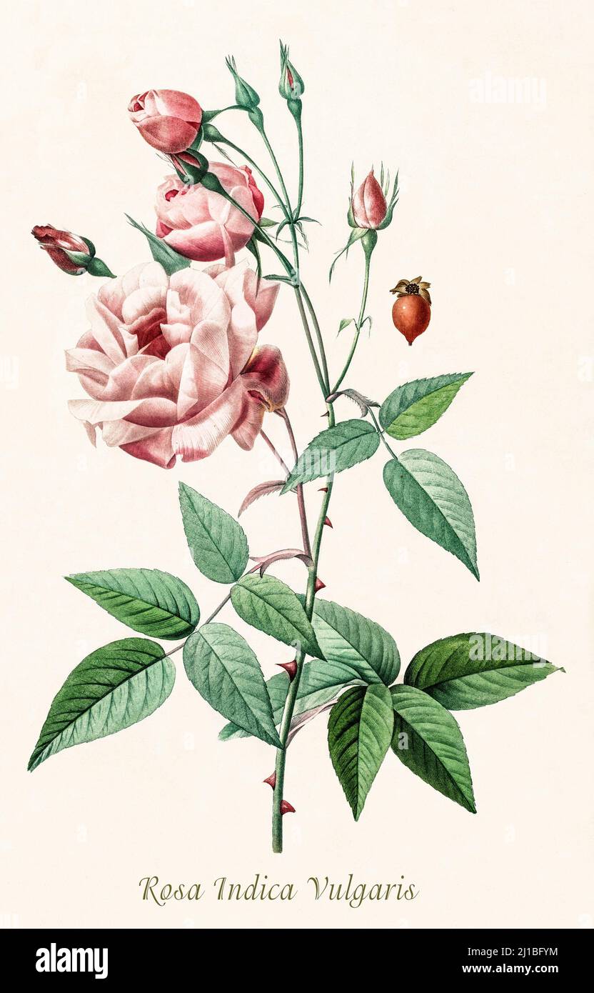 A late 18th century illustration of Rosa Indica, one of the ancestors of modern roses and distinguished by often being resistant to pests and diseases. They have a single flower of five petals but some double forms occur as sports. Rosa indica is a species rose native to southern China, Northern Indo-China and Taiwan. It is a medium sized rose with red semi-double to double flowers. No fragrance. Stock Photo